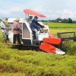 Tantangan Petani Sawah Di Era Modernisasi