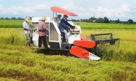 Tantangan Petani Sawah Di Era Modernisasi