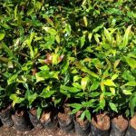 Cara Budidaya Cengkeh Yang Tepat Untuk Hasil Maksimal