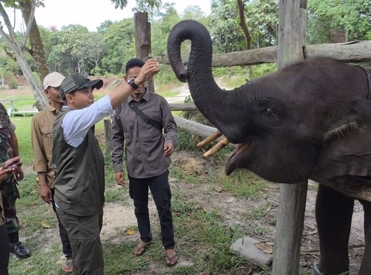 Upaya Pelestarian Gajah Sumatra Di Taman Nasional Tesso Nilo