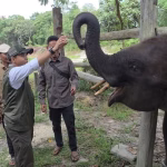 Upaya Pelestarian Gajah Sumatra Di Taman Nasional Tesso Nilo