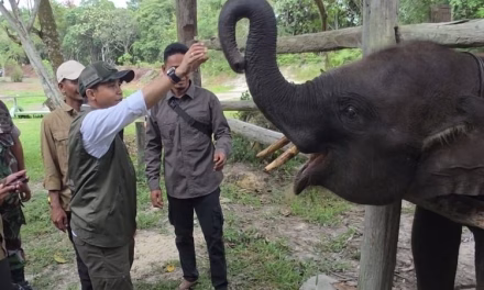 Upaya Pelestarian Gajah Sumatra Di Taman Nasional Tesso Nilo