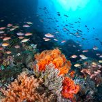 Air Laut: Kandungan, Manfaat, Dan Tantangan Pelestariannya