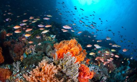 Air Laut: Kandungan, Manfaat, Dan Tantangan Pelestariannya