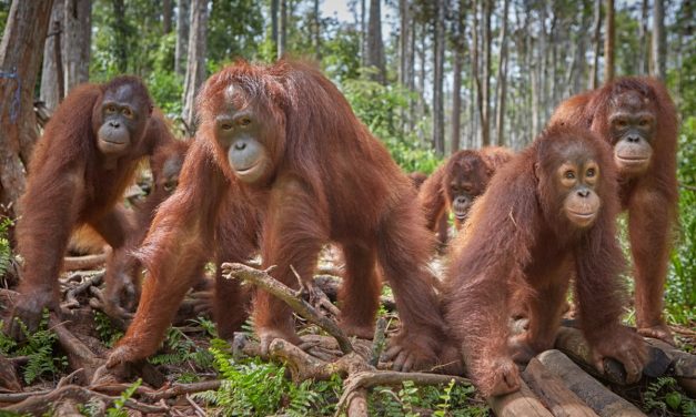 Eksploitasi Hewan: Dampak Kesejahteraan Satwa Dan Lingkungan