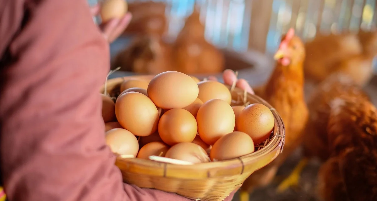 Panduan Lengkap Budidaya Ayam Petelur Hasil Produksi Maksimal