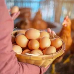 Panduan Lengkap Budidaya Ayam Petelur Hasil Produksi Maksimal