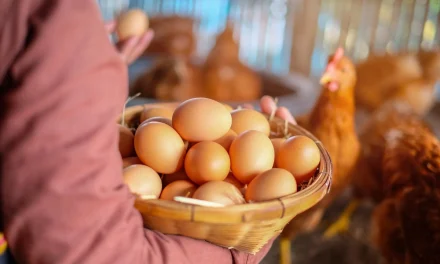 Panduan Lengkap Budidaya Ayam Petelur Hasil Produksi Maksimal