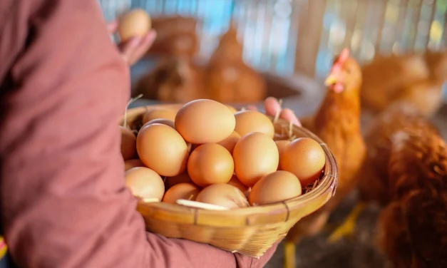 Panduan Lengkap Budidaya Ayam Petelur Hasil Produksi Maksimal