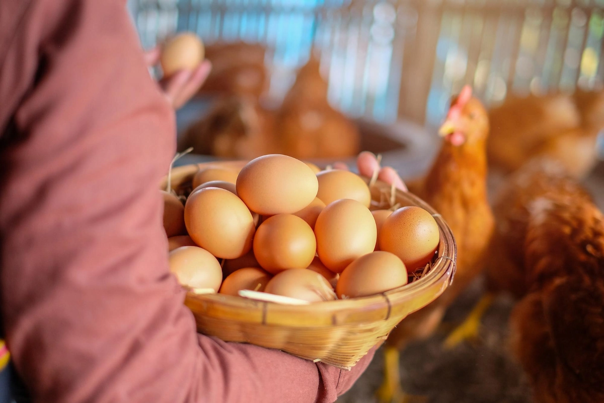 Panduan Lengkap Budidaya Ayam Petelur Hasil Produksi Maksimal