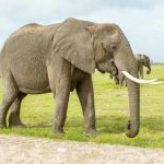 Peran Pentingnya Gajah Dalam Menjaga Keseimbangan Ekosistem