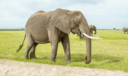 Peran Pentingnya Gajah Dalam Menjaga Keseimbangan Ekosistem