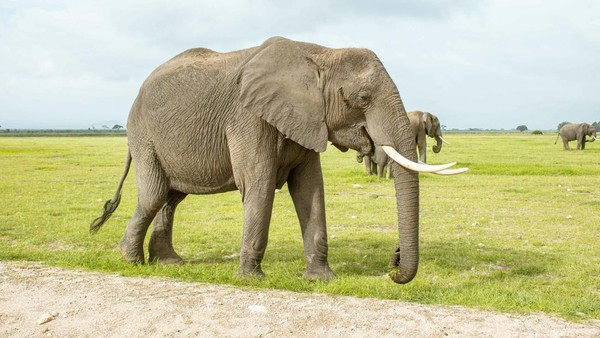 Peran Pentingnya Gajah Dalam Menjaga Keseimbangan Ekosistem