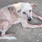 Anjing Dan Scabies: Gejala Serta Pentingnya Perawatan Tepat