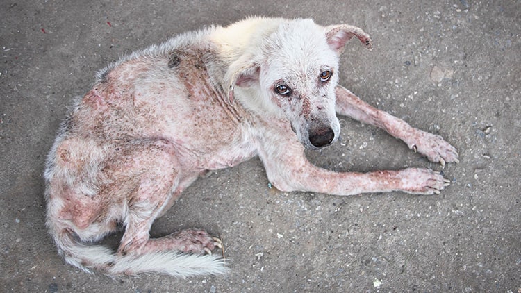 Anjing Dan Scabies: Gejala Serta Pentingnya Perawatan Tepat