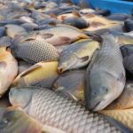 Beragam Jenis Ikan Air Tawar Yang Dikonsumsi Masyarakat
