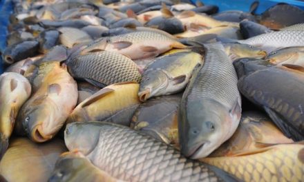 Beragam Jenis Ikan Air Tawar Yang Dikonsumsi Masyarakat