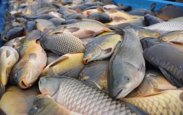 Beragam Jenis Ikan Air Tawar Yang Dikonsumsi Masyarakat