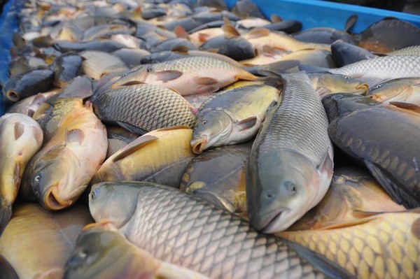 Beragam Jenis Ikan Air Tawar Yang Dikonsumsi Masyarakat