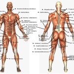 Anatomi Tubuh Manusia: Mengenal Struktur Dan Fungsi Organ