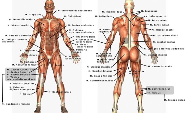 Anatomi Tubuh Manusia: Mengenal Struktur Dan Fungsi Organ