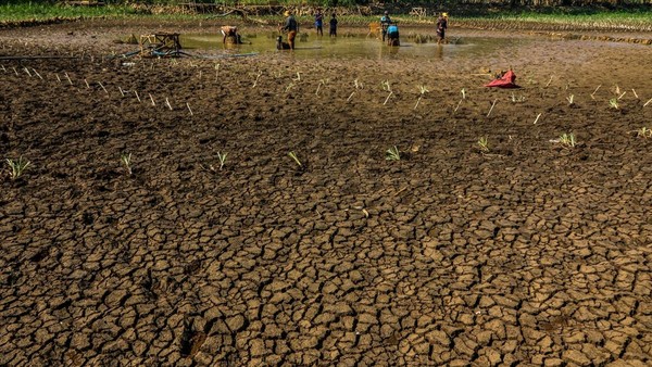 Kekeringan Berkepanjangan: Daerah Persiapkan Cadangan Air