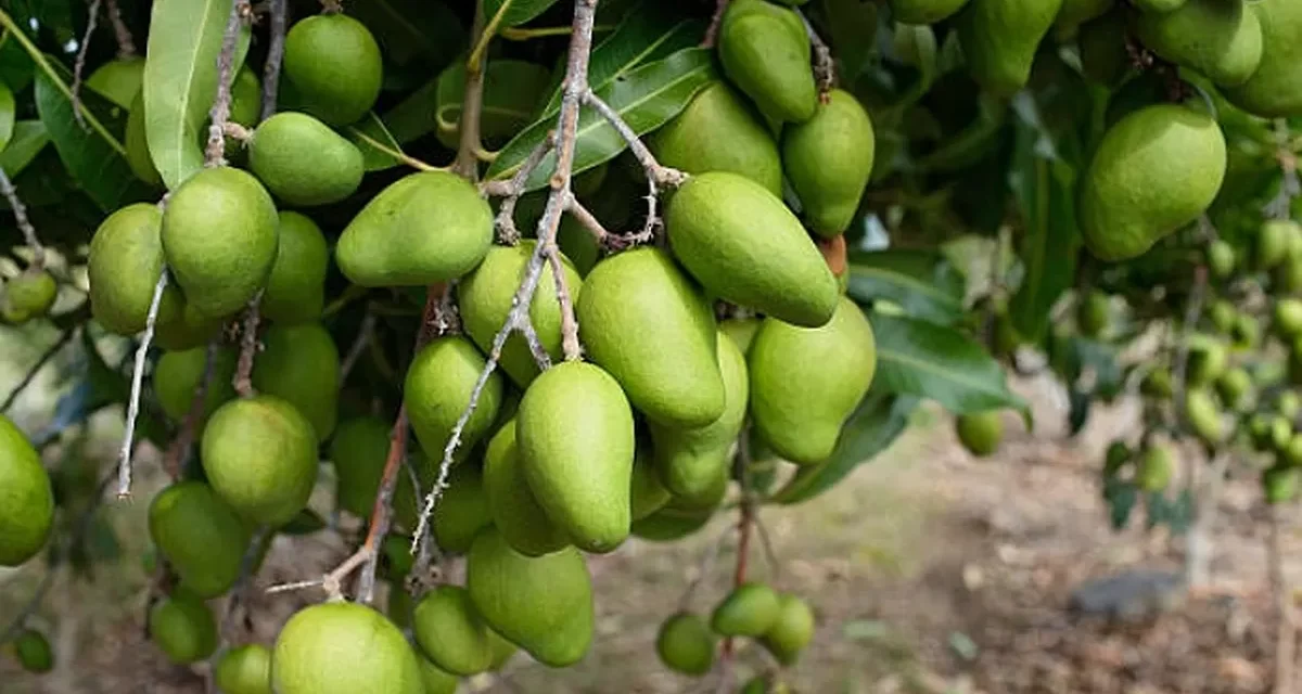 Pohon Mangga Di Pekarangan: Yang Diperhatikan Saat Menanam