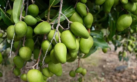 Pohon Mangga Di Pekarangan: Yang Diperhatikan Saat Menanam