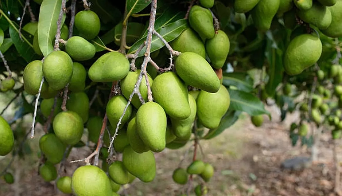 Pohon Mangga Di Pekarangan: Yang Diperhatikan Saat Menanam