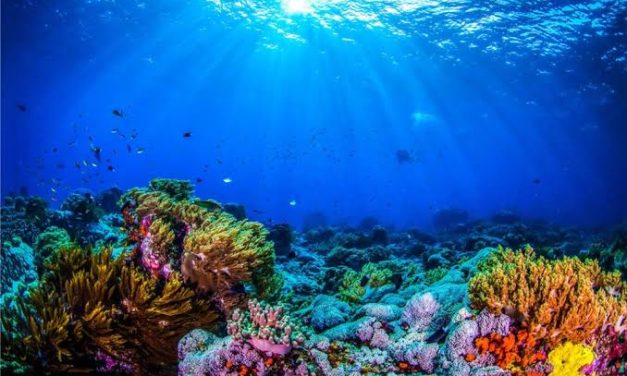 Terumbu Karang: Ekosistem Laut Mendukung Kehidupan Pesisir
