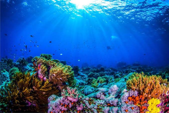 Terumbu Karang: Ekosistem Laut Mendukung Kehidupan Pesisir