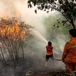 Konservasi Hutan Gambut: Mengurangi Risiko Kebakaran Berulang