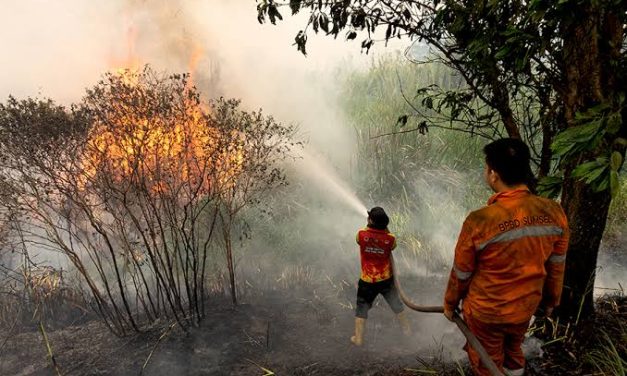 Konservasi Hutan Gambut: Mengurangi Risiko Kebakaran Berulang