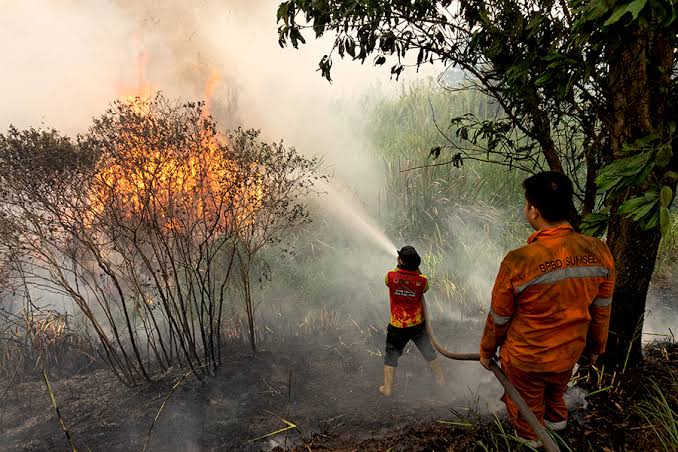 Konservasi Hutan Gambut: Mengurangi Risiko Kebakaran Berulang